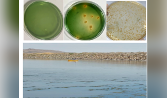 طرح بررسی کیفی آرتمیای تولیدشده در پساب تصفیه‌خانه عجب‌شیر توسط آقای دکتر آق و خانم دکتر نوری